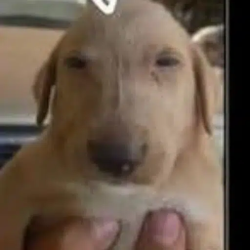 JOSÉ