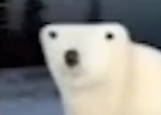 ber
