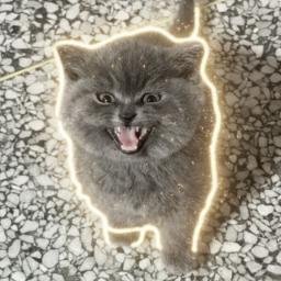 POPKITTEN