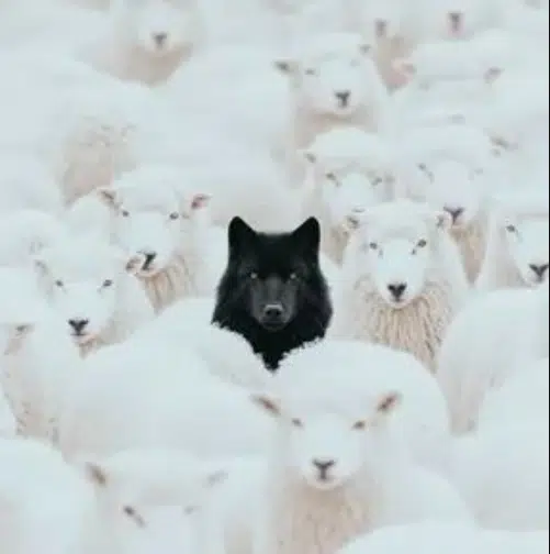 Wolf