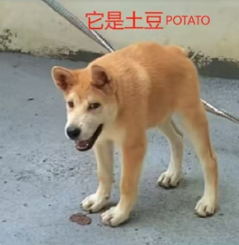 POTATO