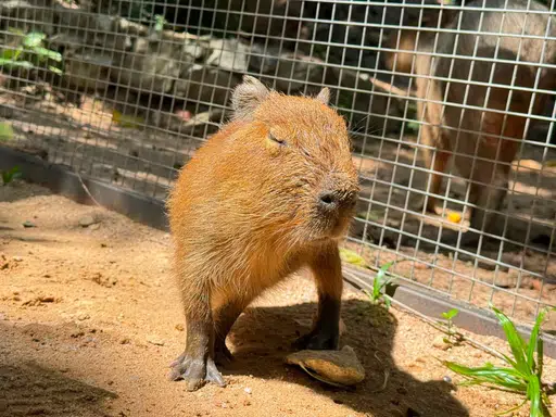 WANCHAN
