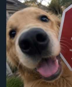 signdog