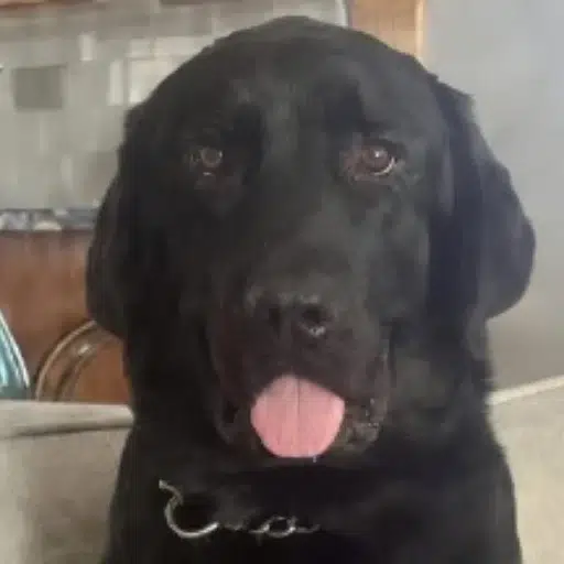 hank
