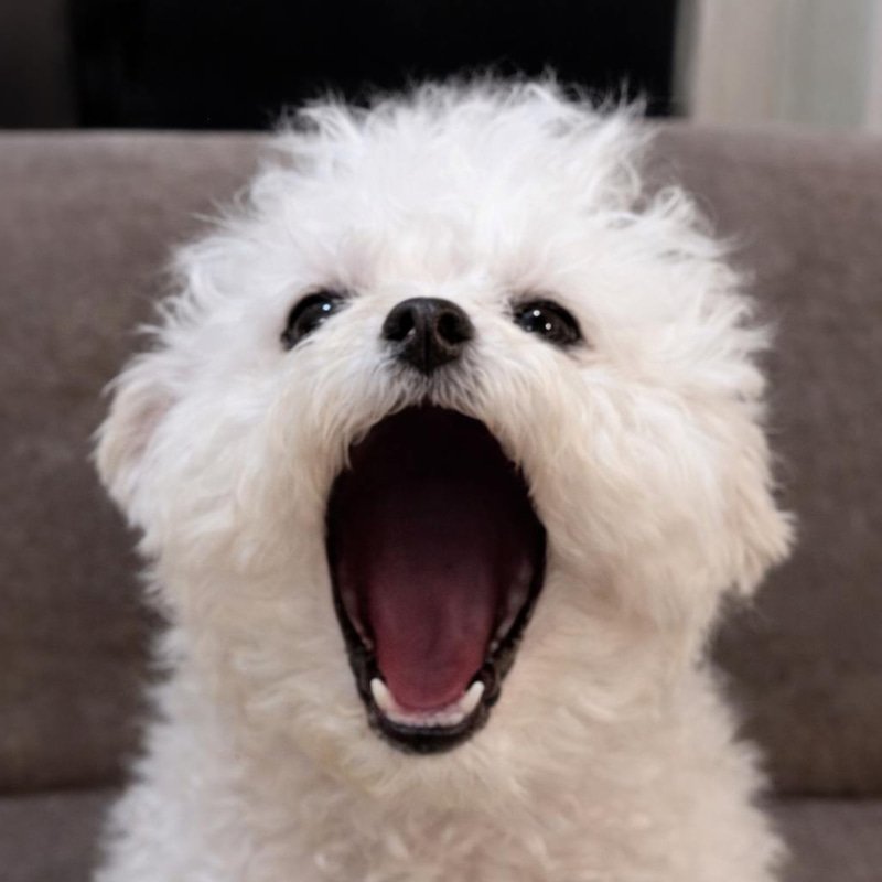 WOOF