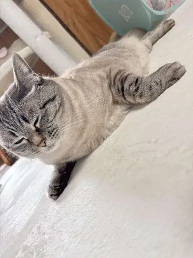 Sealcat