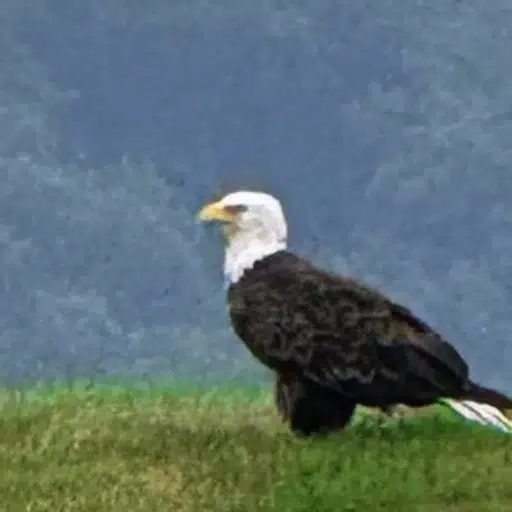 EAGLE
