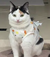 Miaomiao