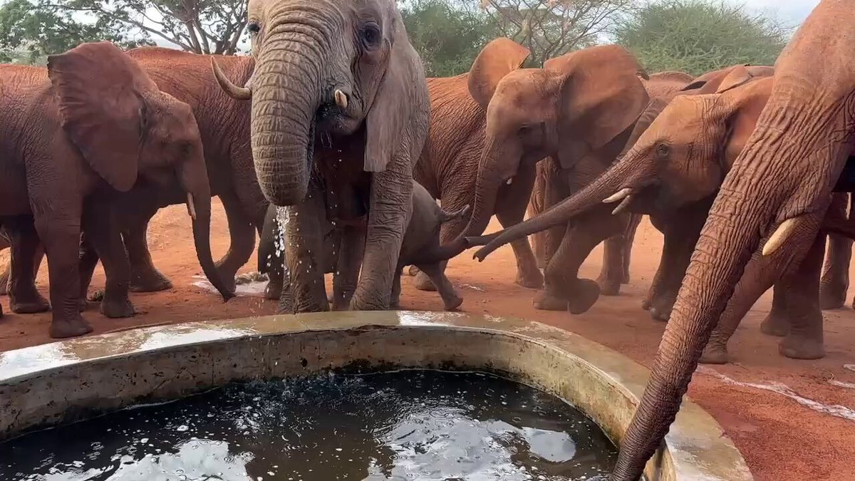 Nsimba