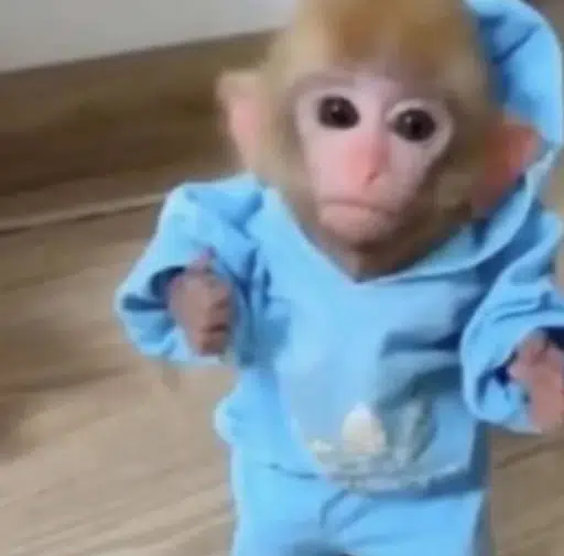 monke — monke Solana token traded by KOLs