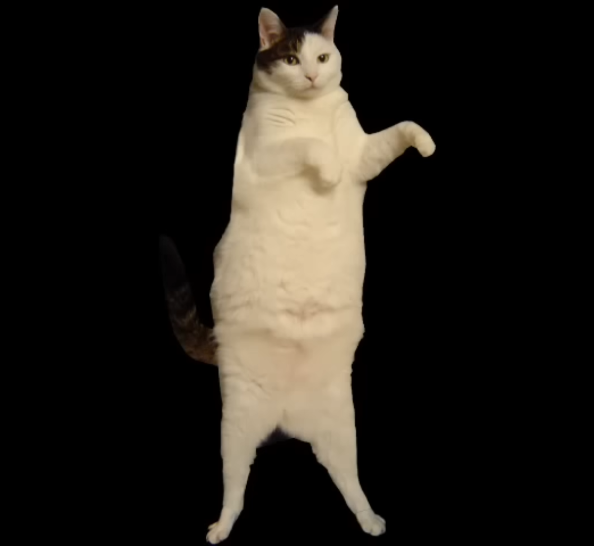 KITTY