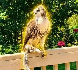 HAWK