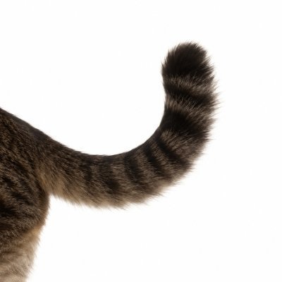 tail — just tail Solana token traded by KOLs