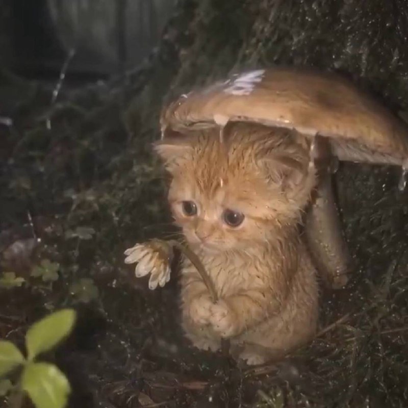 Meowshroom