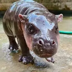 MooNamTok