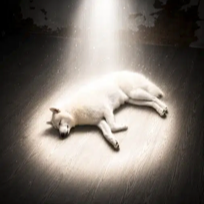 FUKUMARU — Ascend Dog Solana token traded by KOLs