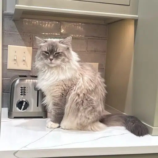 MAOMAO