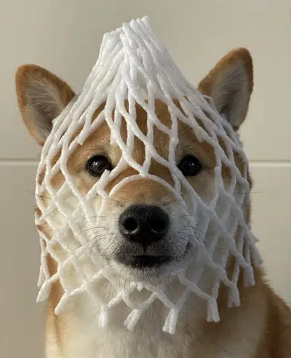 wDOG