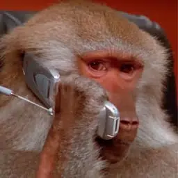 Baboons