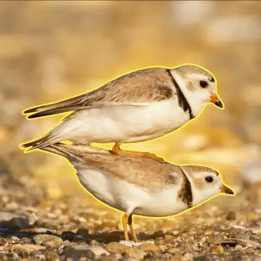 POP