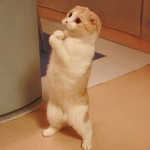 lolcat