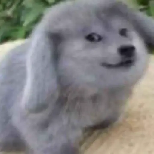 DOGE