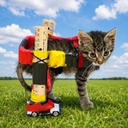 carcat