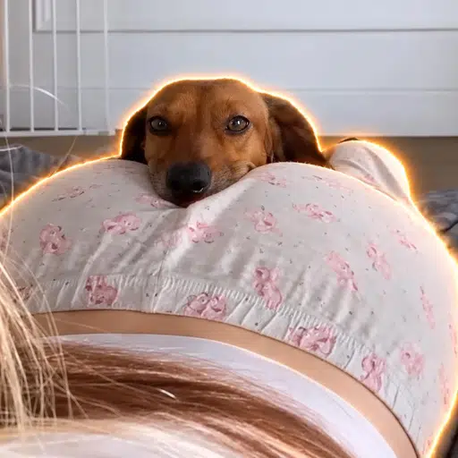 hotdog