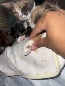 COCO