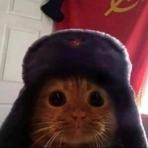 кот