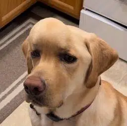 BARLEY