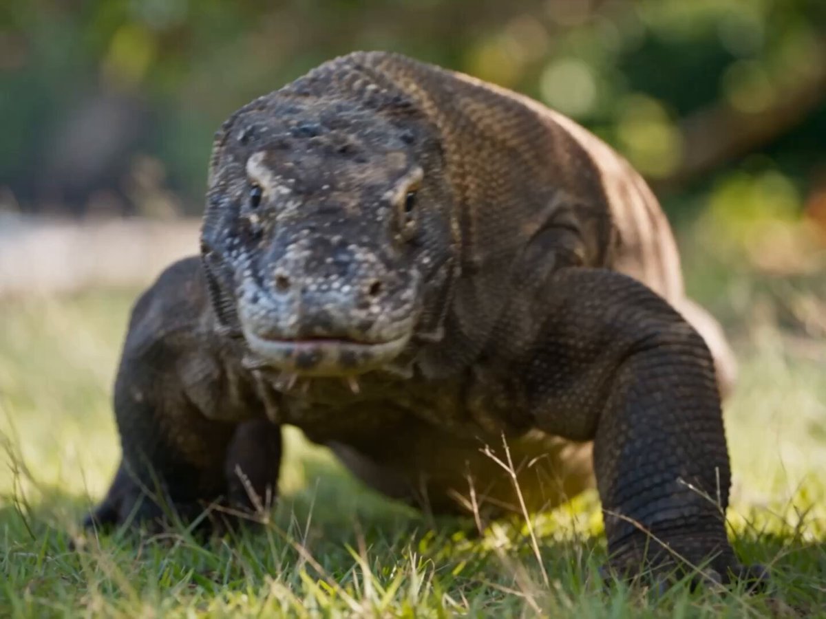 komodo