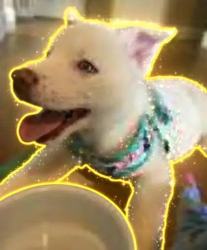 Piper — Piper The Husky Solana token traded by KOLs