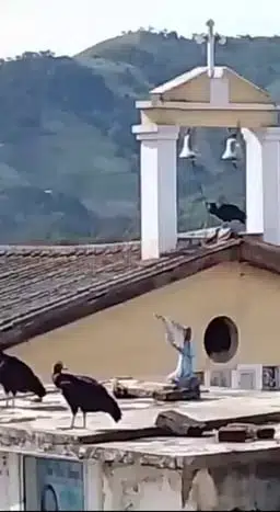 Gallinazo