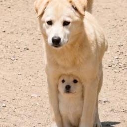dog²