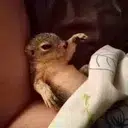 PNUT