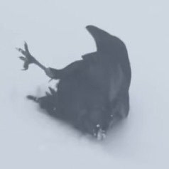 RAVEN