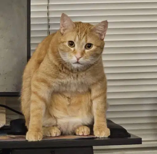 Tormund