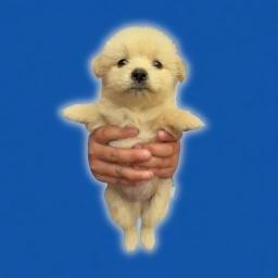 STABLEDOG