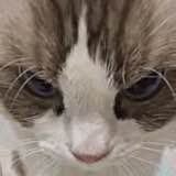 BOOMCAT