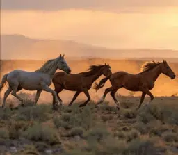 HORSES