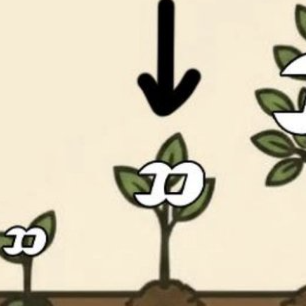 seed