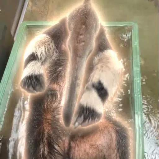 のアルノ