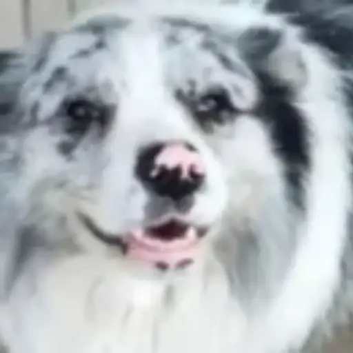 锄头