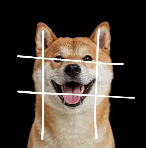 #dog