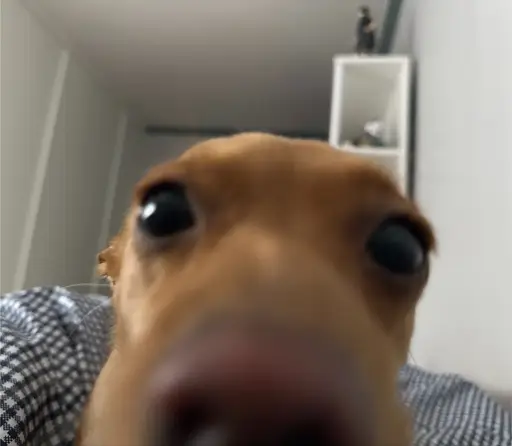 Laeula