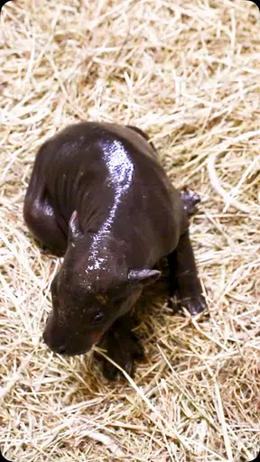 PIPER logo