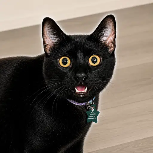 Nova