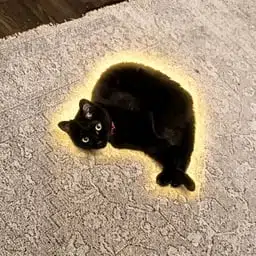 shrimpcat
