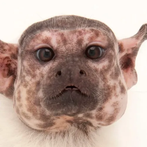 MWONKEY